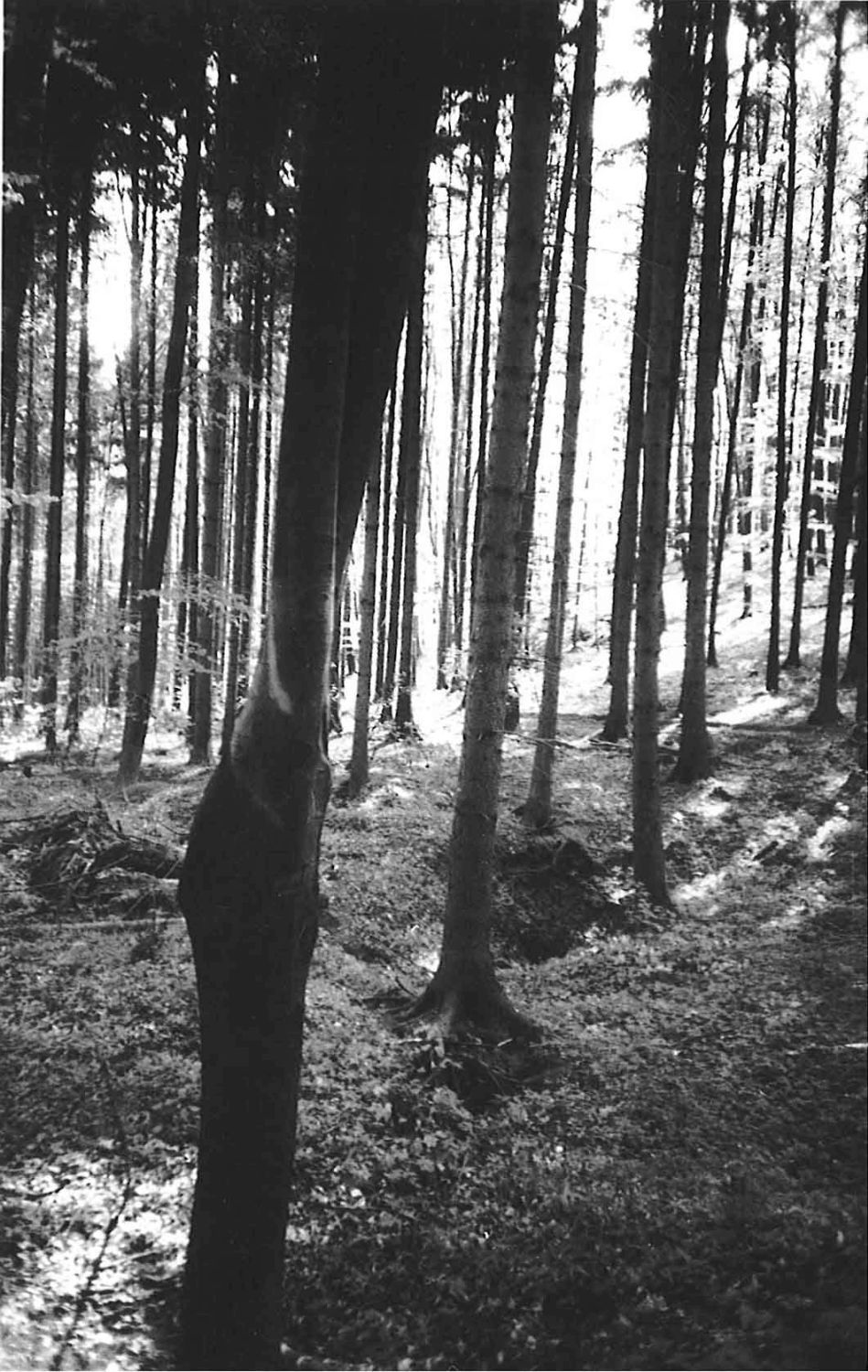 Novodvorský ponor, jeskyně Ponorný hrádek: původní stav závrtu.  Foto: Marek Šenkyřík (1989)