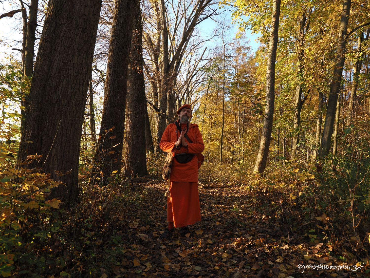 V babím létě v lese druidů u spodní cesty pod Hradiskem u Bosonoh. Svámí Gyaneshwarpuri, samospoušť 2025.