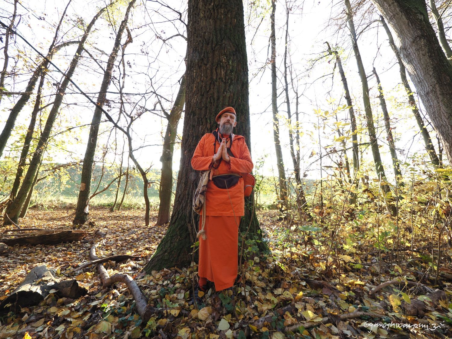 V babím létě v lese druidů u spodní cesty pod Hradiskem u Bosonoh. Svámí Gyaneshwarpuri, samospoušť 2025.