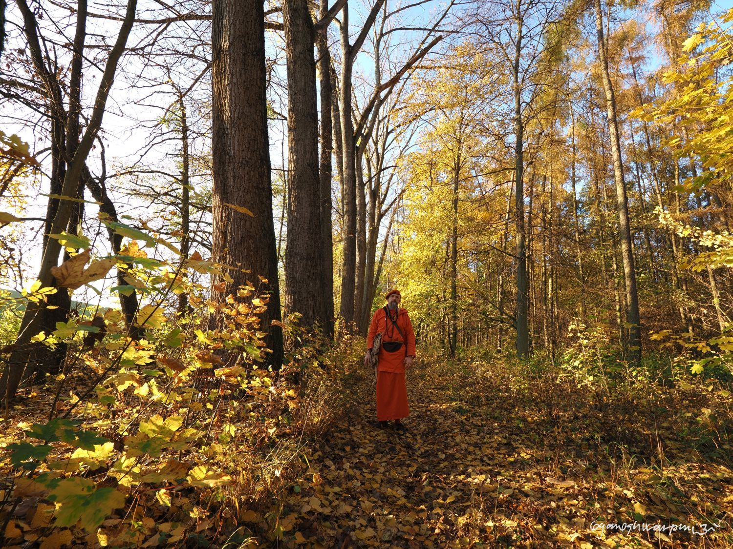 V babím létě v lese druidů u spodní cesty pod Hradiskem u Bosonoh. Svámí Gyaneshwarpuri, samospoušť 2025.