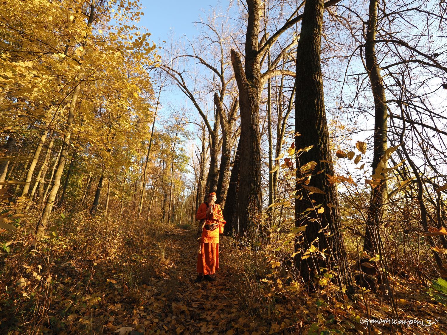V babím létě v lese druidů u spodní cesty pod Hradiskem u Bosonoh. Svámí Gyaneshwarpuri, samospoušť 2025.