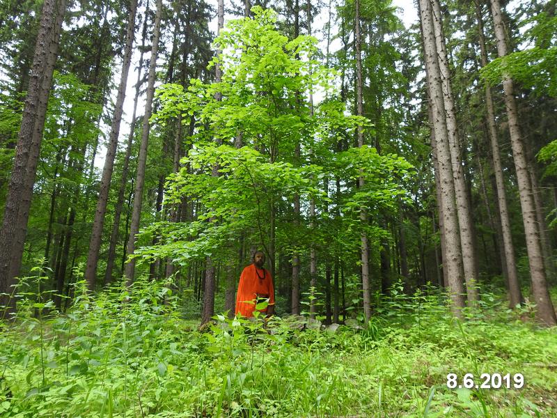 Děravka - Mahéšvaránandova posvátná lípa. Foto: Marek Gyaneshwarpuri, samospoušť 2019.