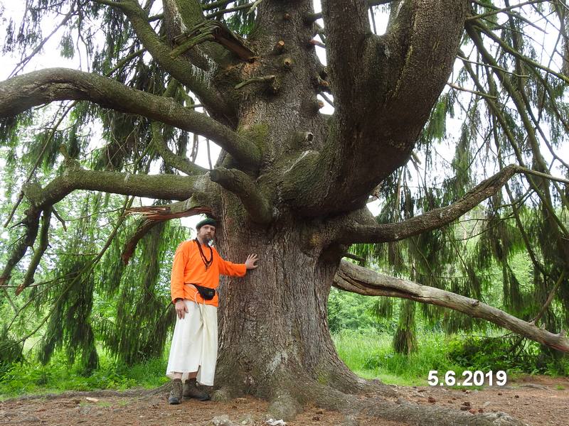 Tři smrky u Ruprechtova - meditace. Foto: Marek Gyaneshwarpuri, samospoušť 2019.