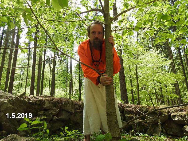 Děravka:  Kmínek Svámijiho lípy má průměr asi 10 cm. Výška stromu je asi 6 m (2019).