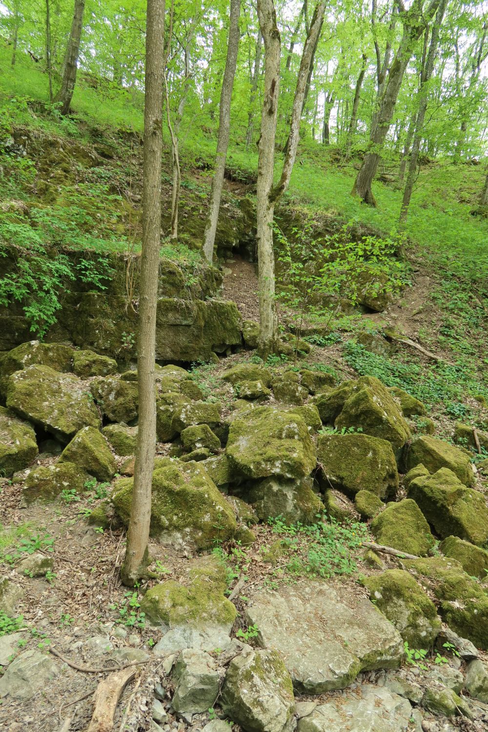 Barunčina pod Svatými schody v Ochozském žlíbku. Foto: Svámí Gyaneshwarpuri (2026).